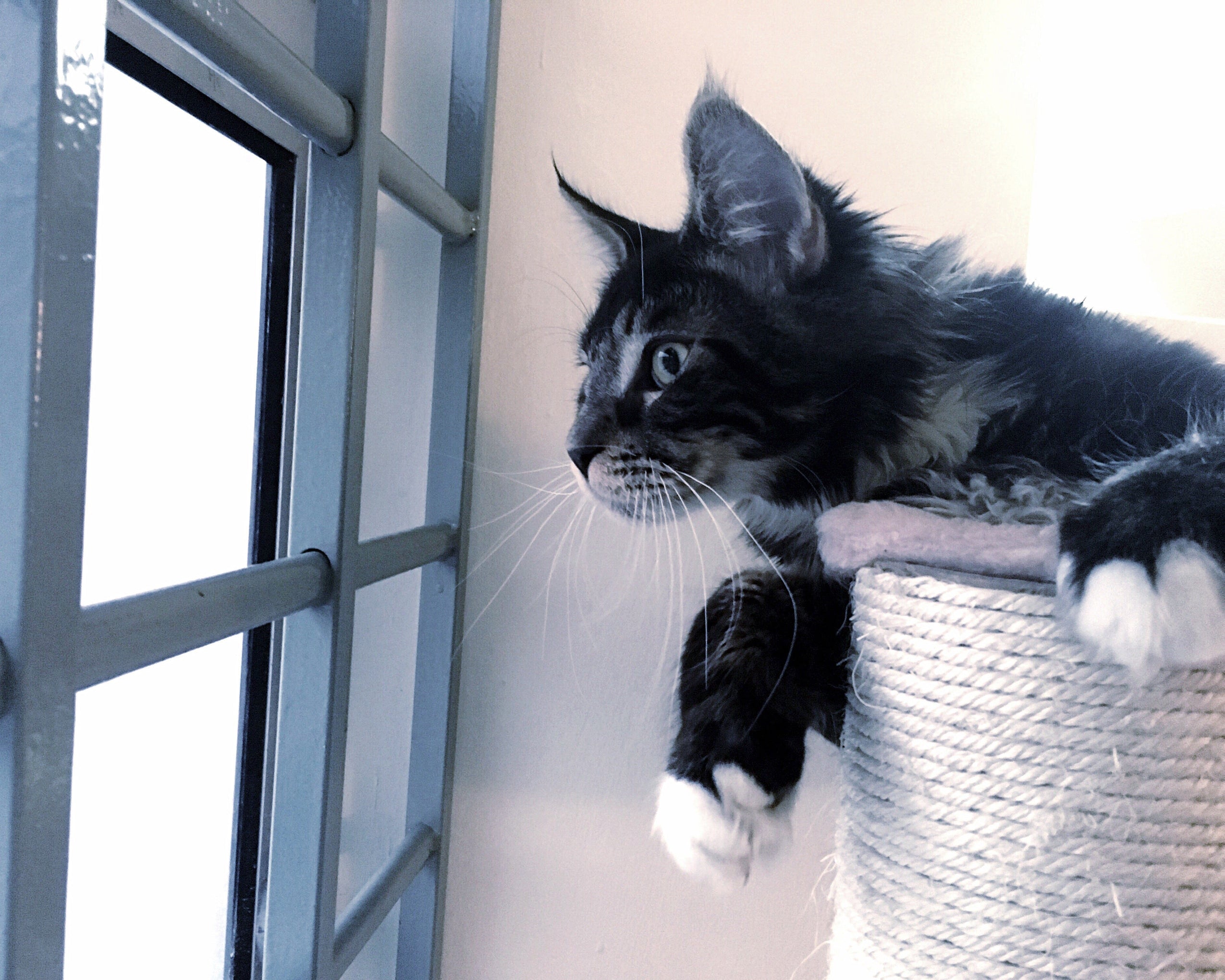 The importance of Cat Trees