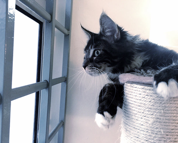The importance of Cat Trees