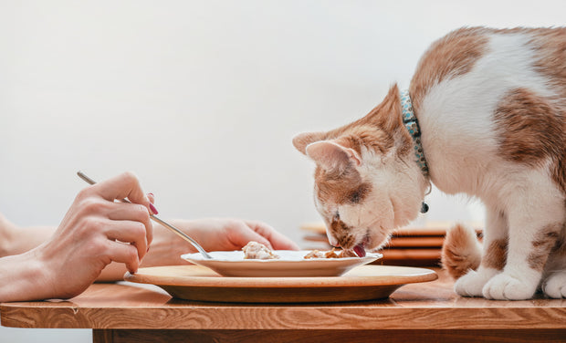 Fun Facts About Quirky Cat Behaviors — And Why They Happen