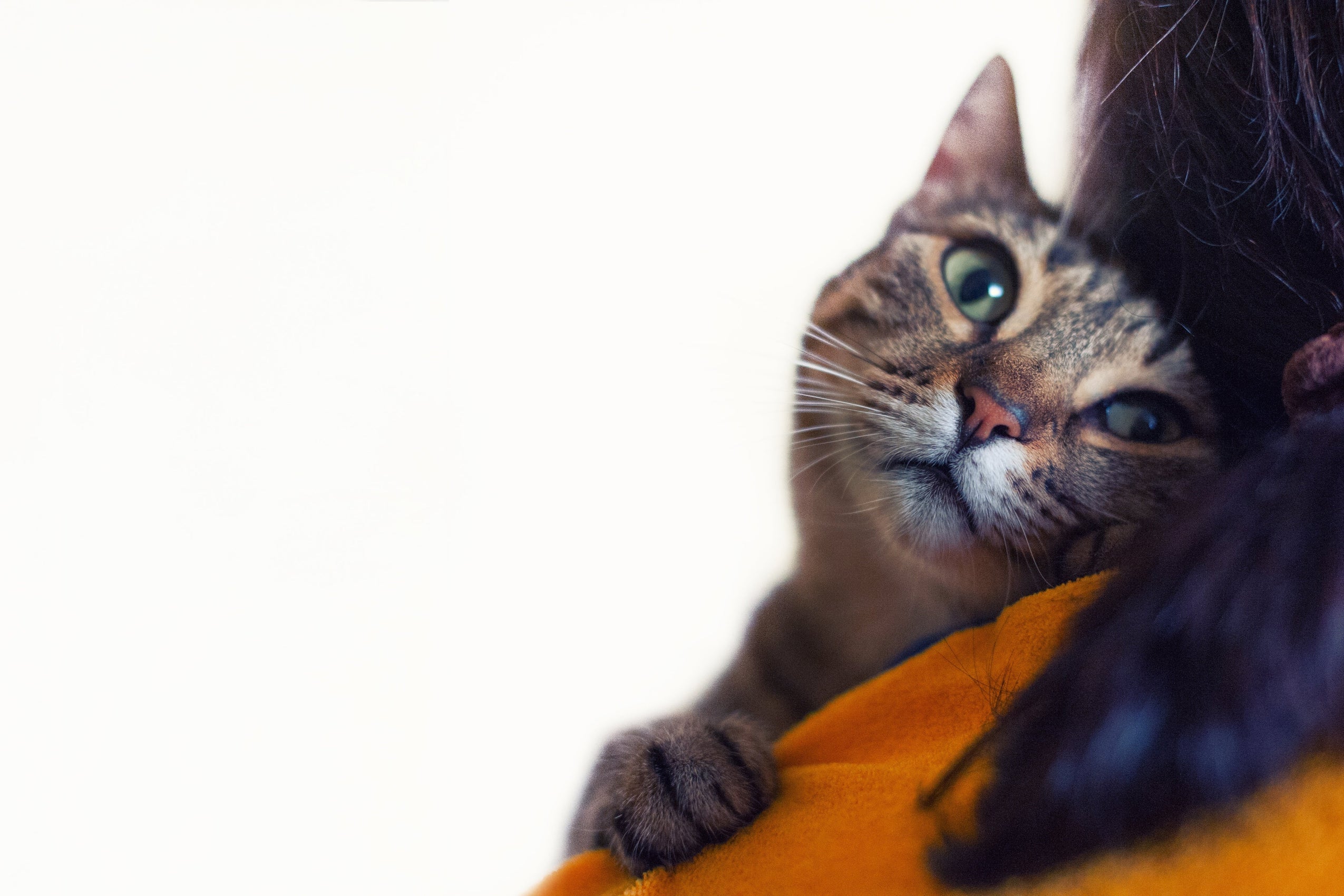 Cat Language of Love