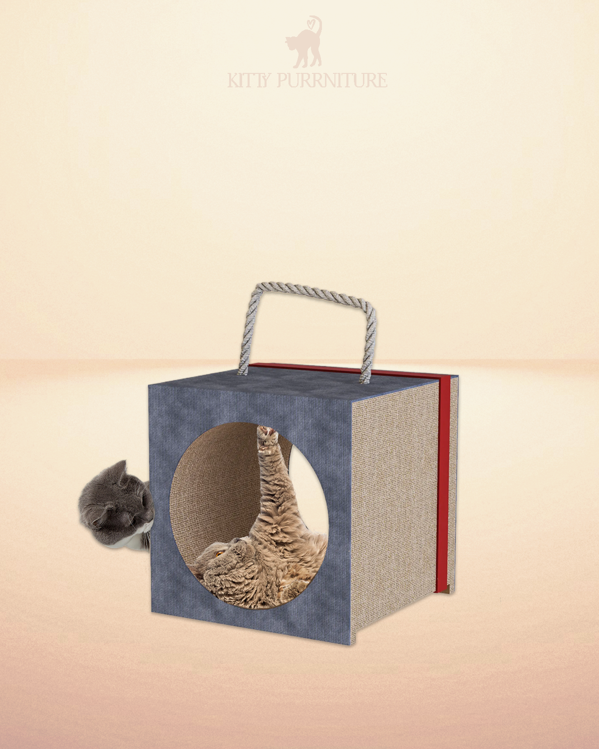 Purrfect Hide & Seek