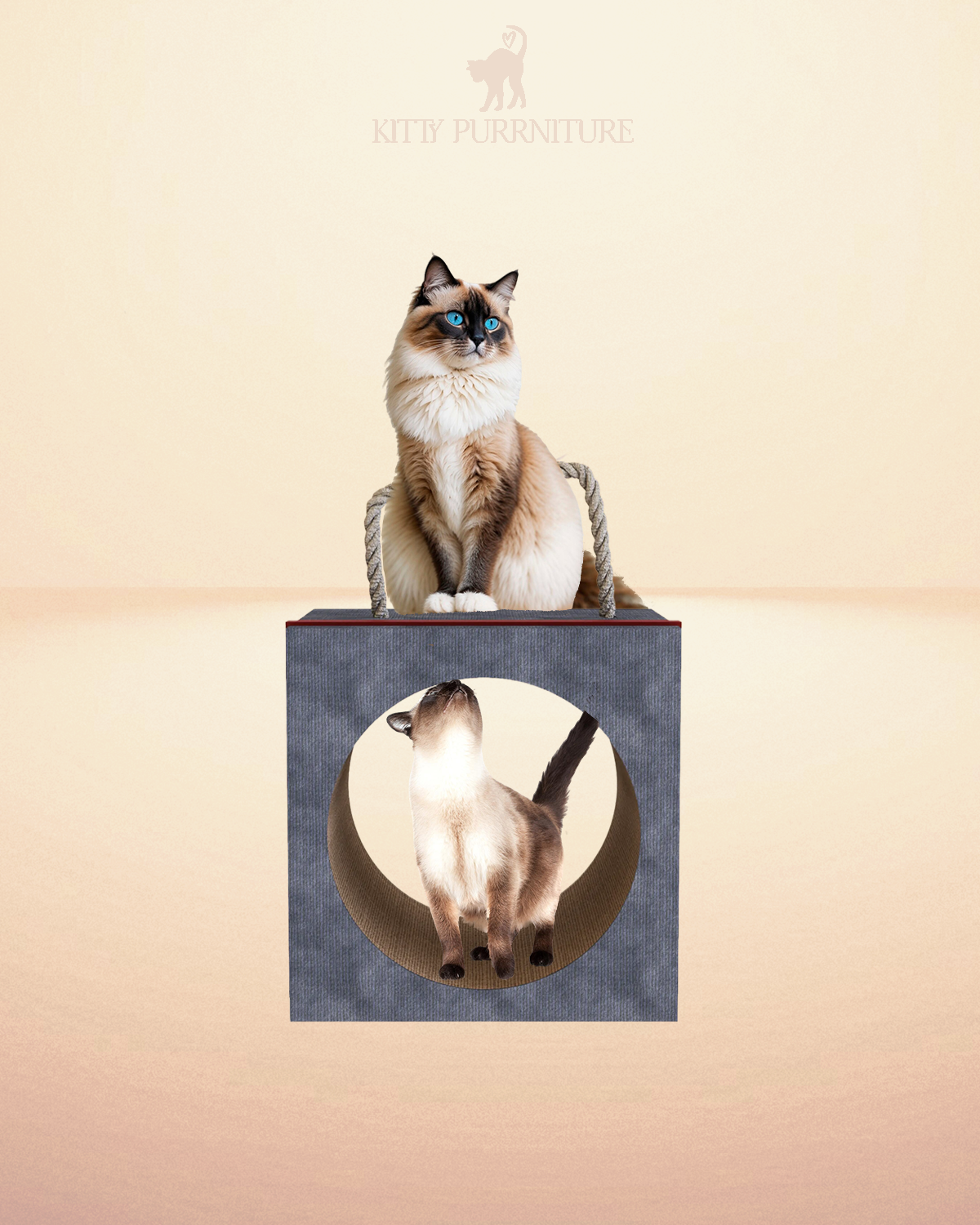 Purrfect Hide & Seek