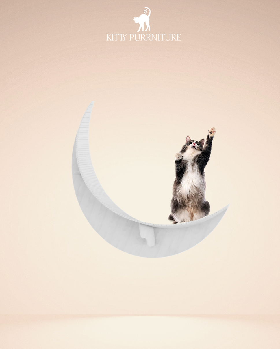 كيتي مونبدون السيزال / White